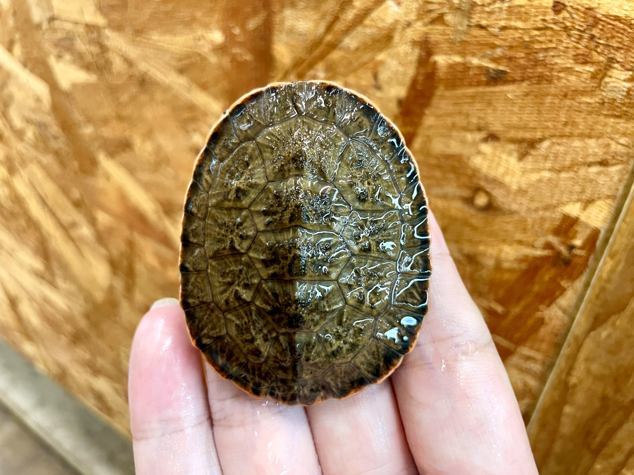 ジェフロアカエルガメ(4)