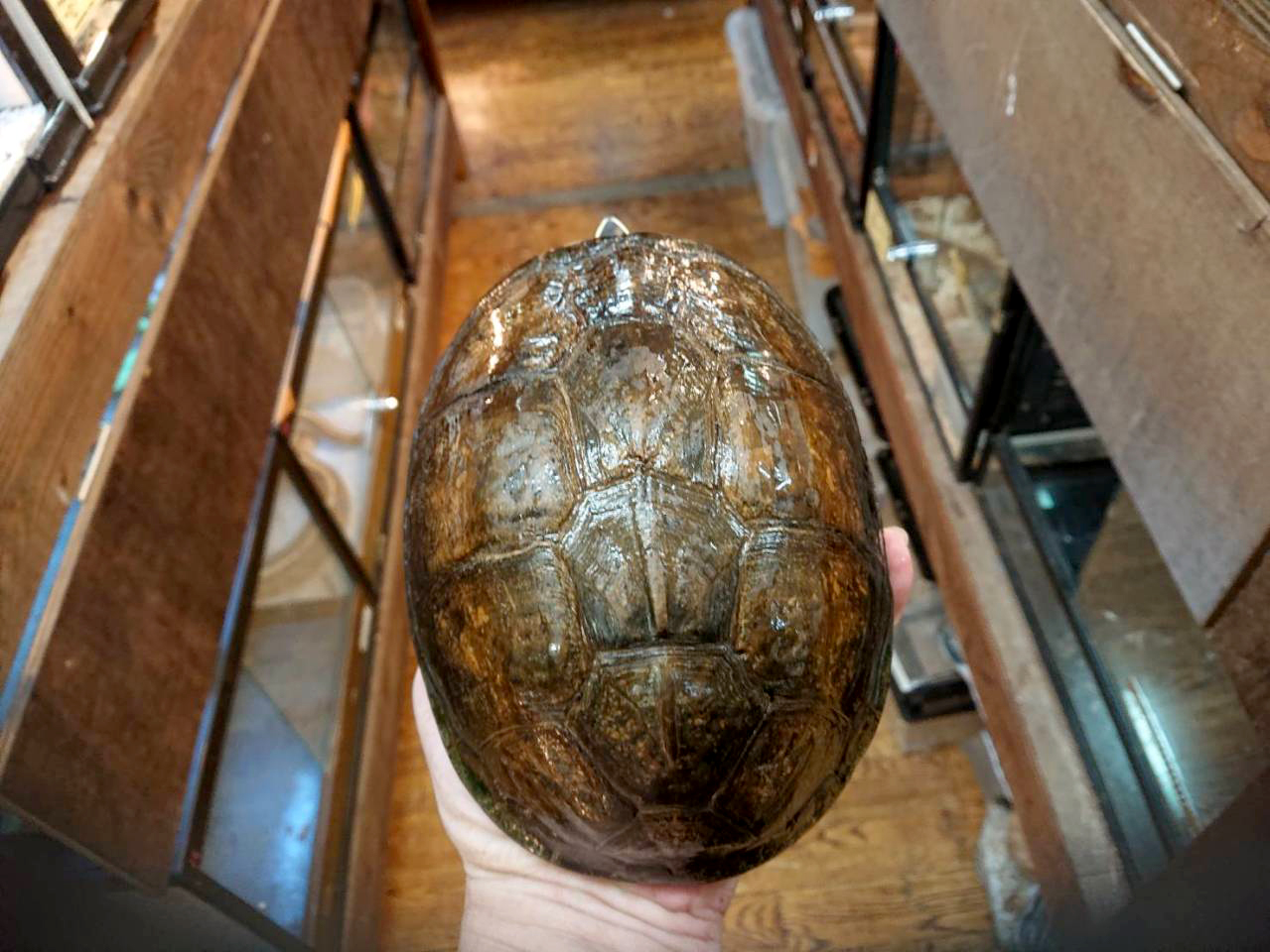 ジャワハコガメ(1)