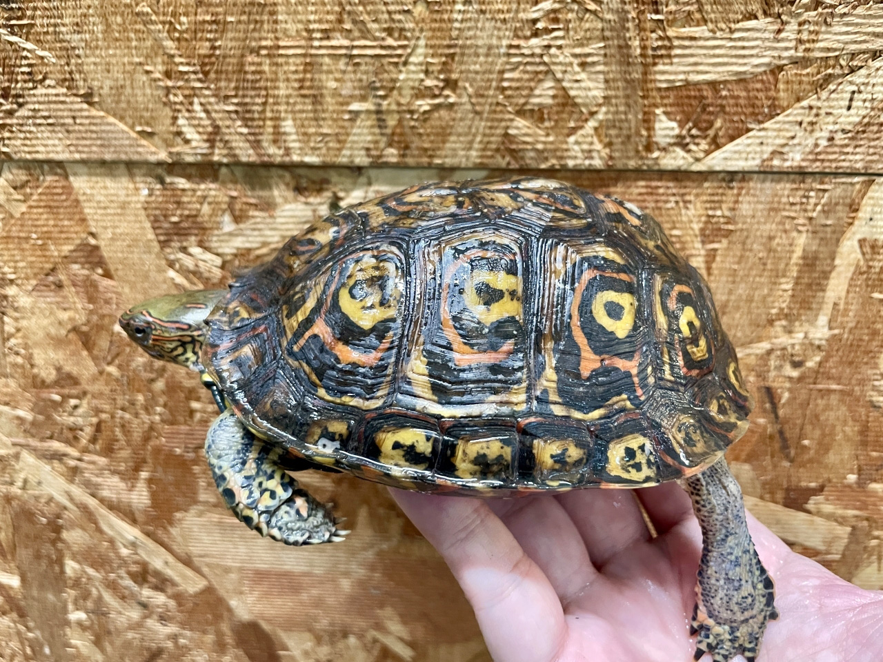 コスタリカアカスジヤマガメ(8)