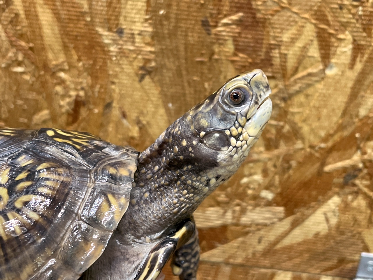 メキシコハコガメ(7)