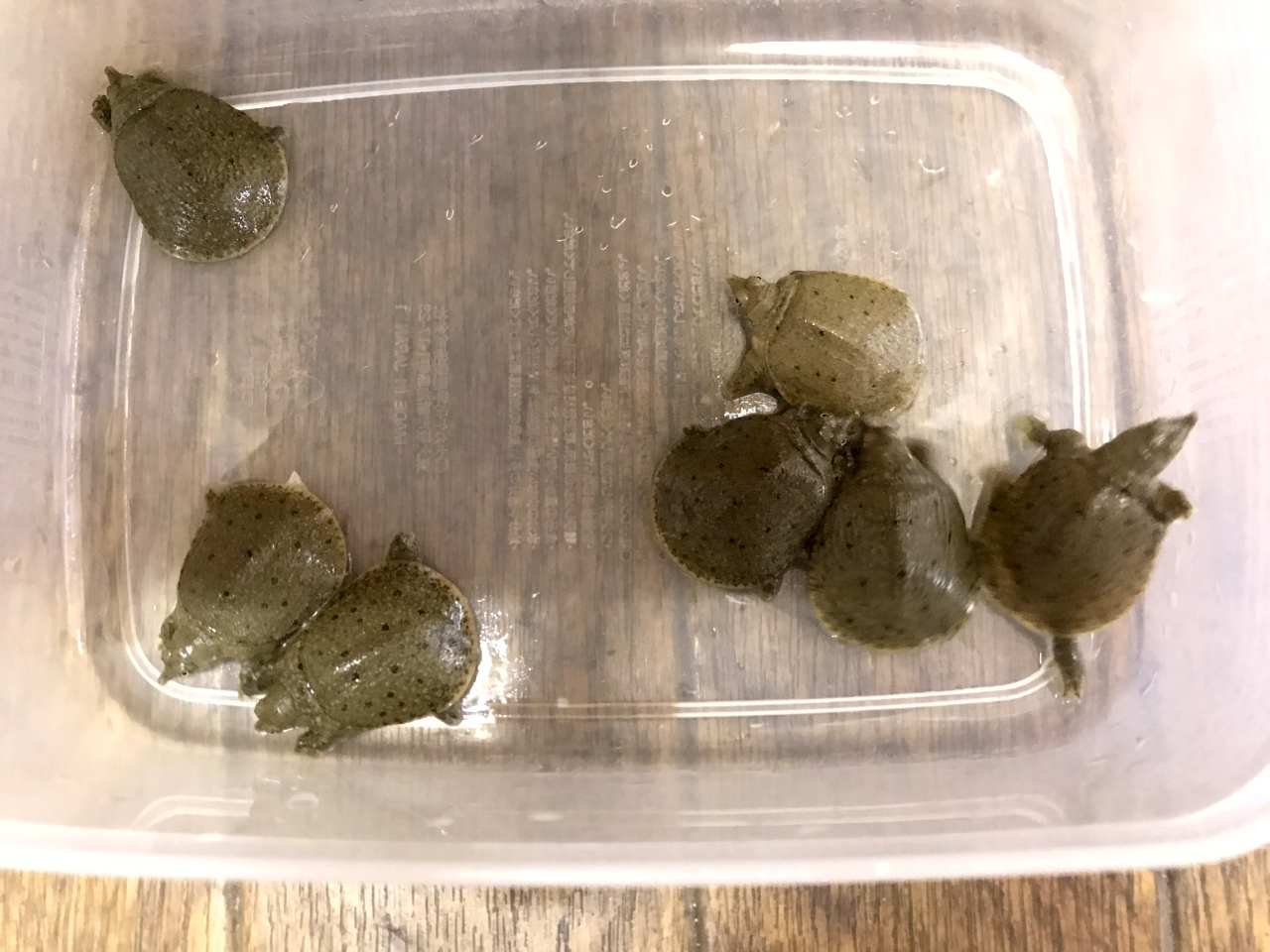 シナスッポン(2)