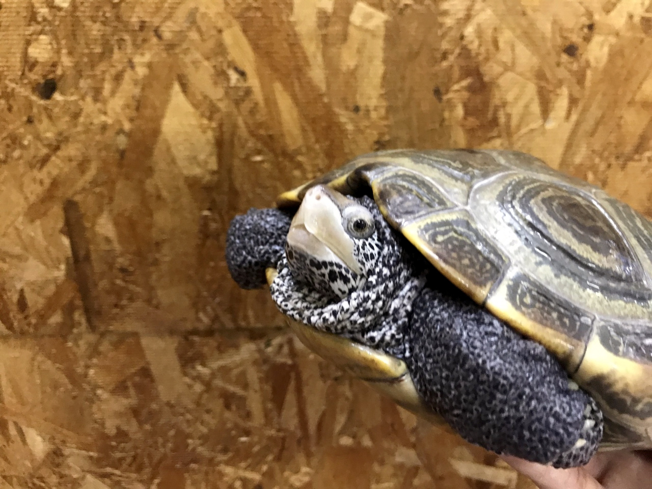 ノーザンダイヤモンドバックテラピン(7)