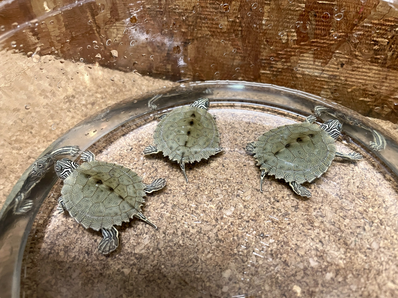 ケイグルチズガメ(5)