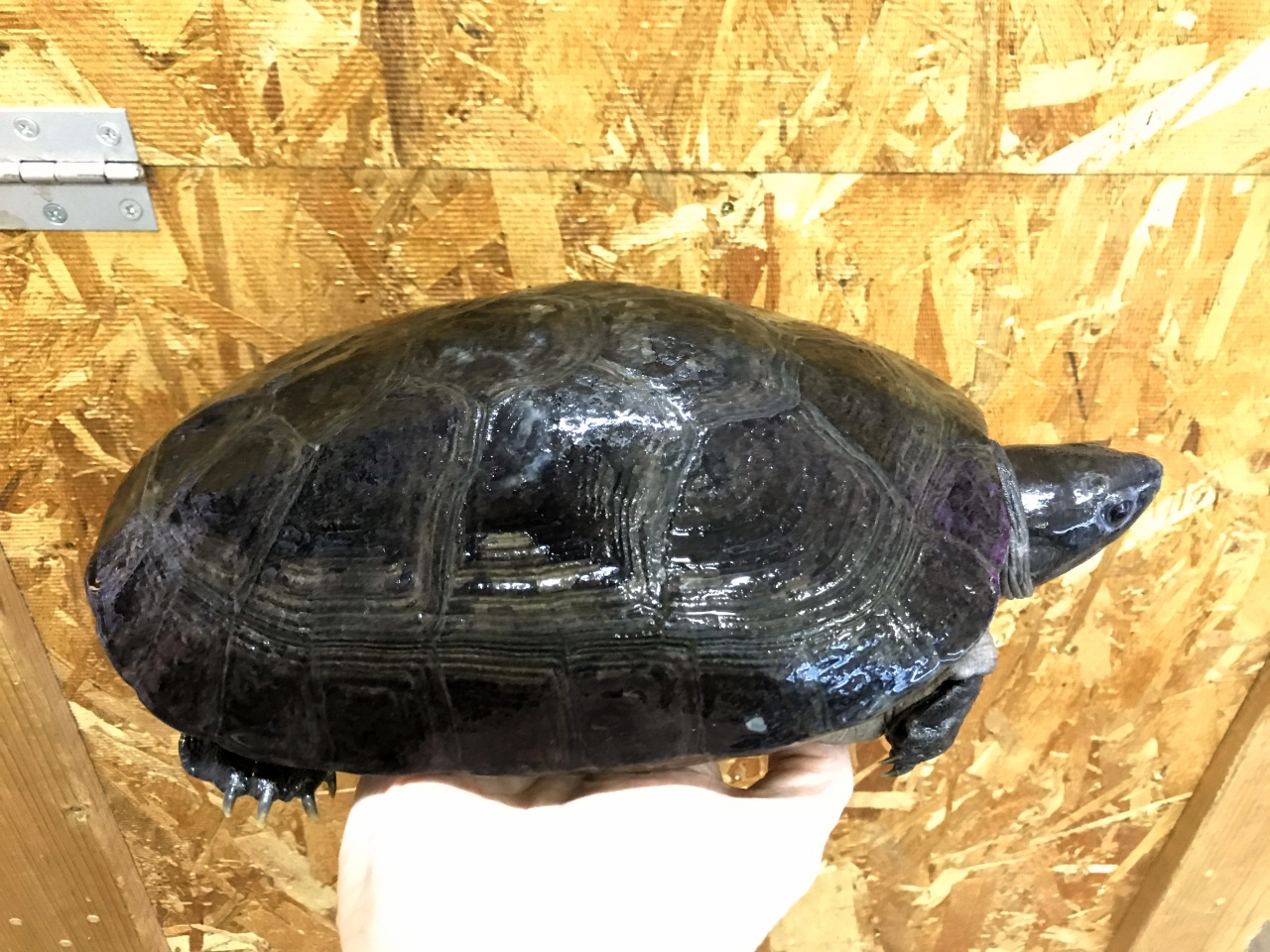 ボルネオカワガメ(3)