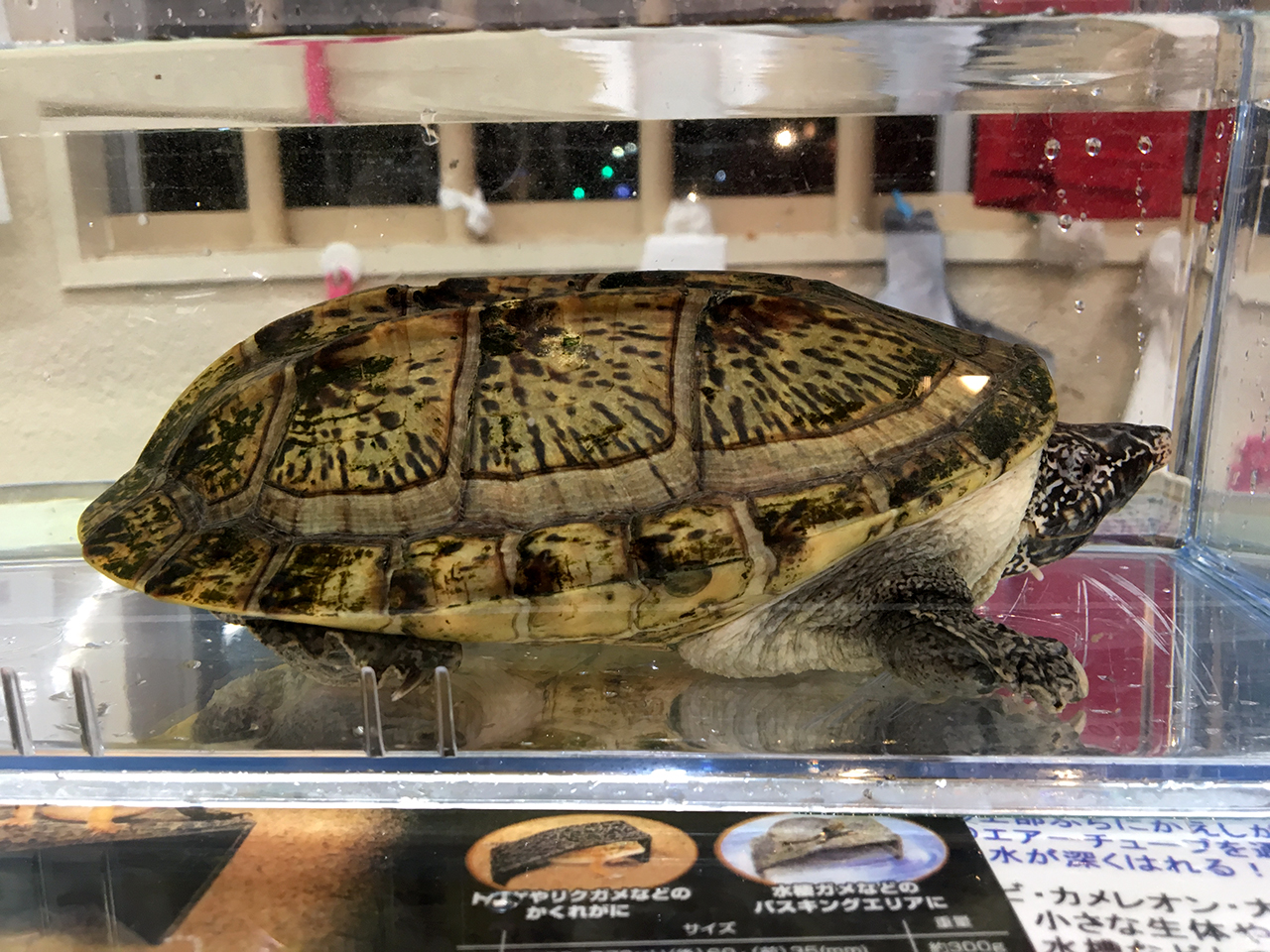 ジャイアントマスクタートル ジャイアントマスクタートル