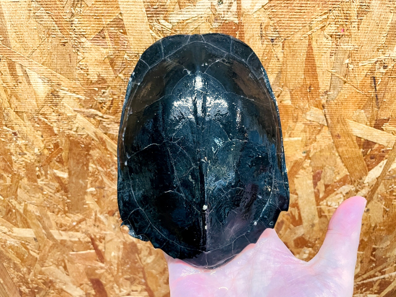 ホオジロクロガメ(10)