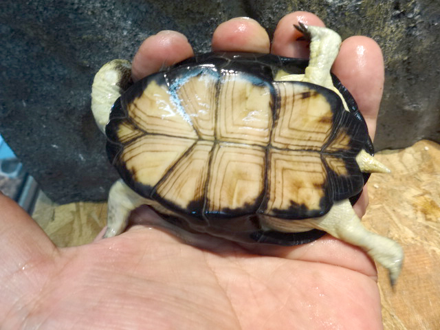ヒメハコヨコクビガメ(12)