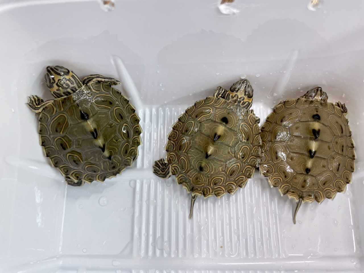 バーバーチズガメ(9)