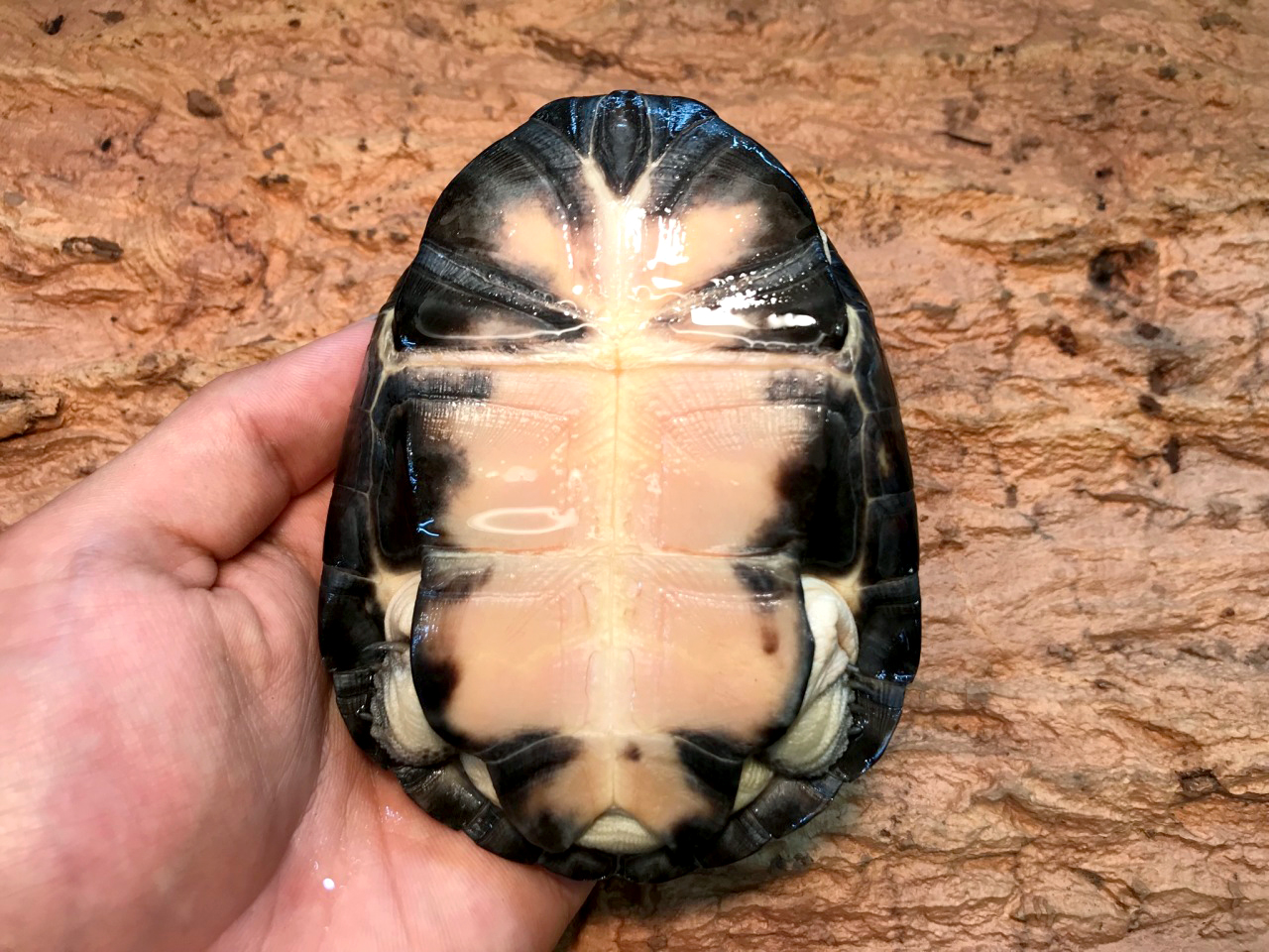 ヒメハコヨコクビガメ(3)