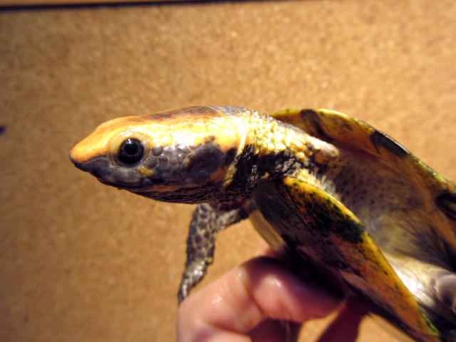 ズアカヒラタヘビクビガメ(8)