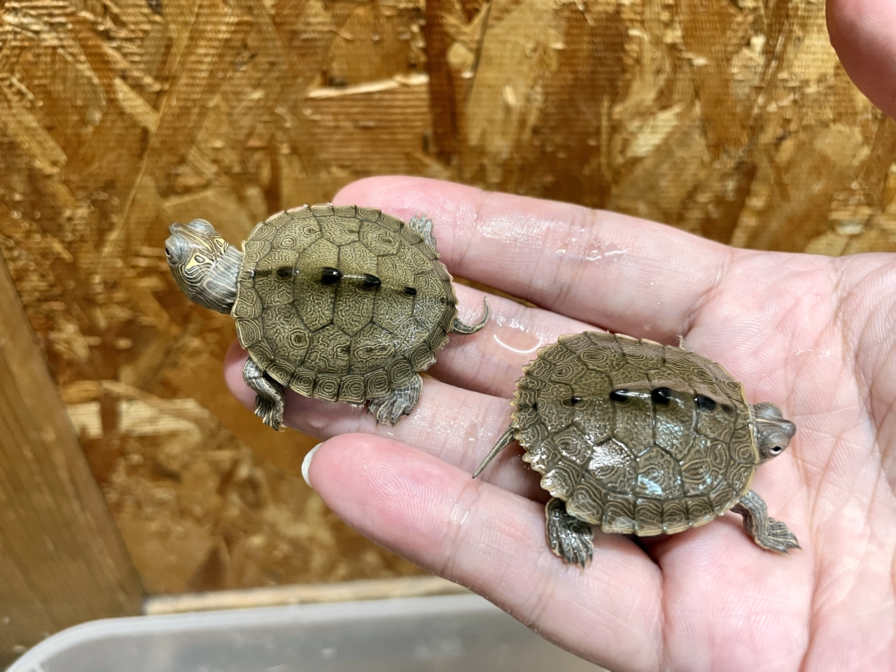 フトマユチズガメ(1)