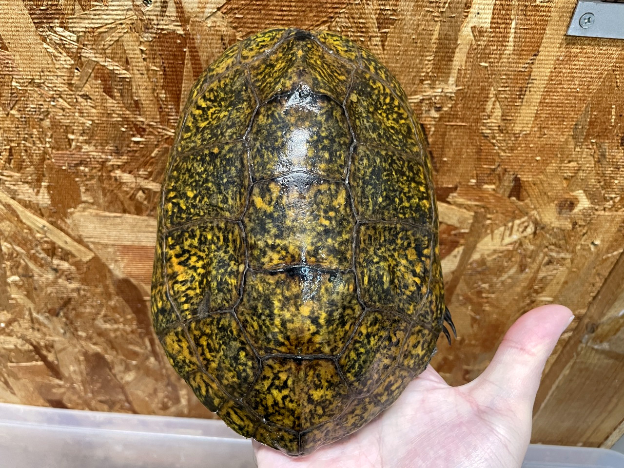 ニホンイシガメ(2)