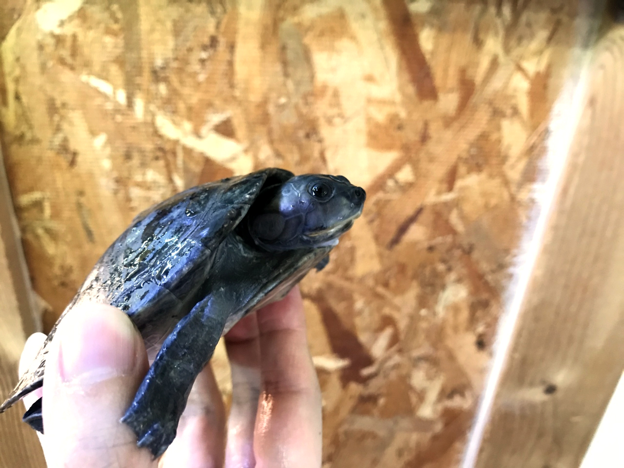 ムツコブヨコクビガメ Six Tubercled Amazon River Turtle Japaneseclass Jp ムツコブヨコクビガメ Six Tubercled Amazon River Turtle Japaneseclass Jp