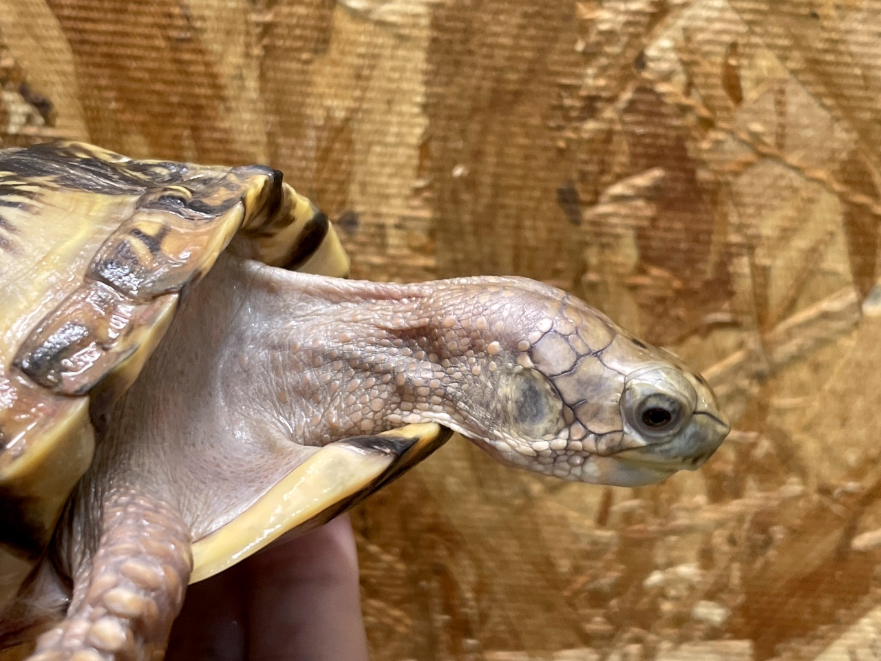 メキシコハコガメ(3)