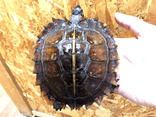 トゲヤマガメ