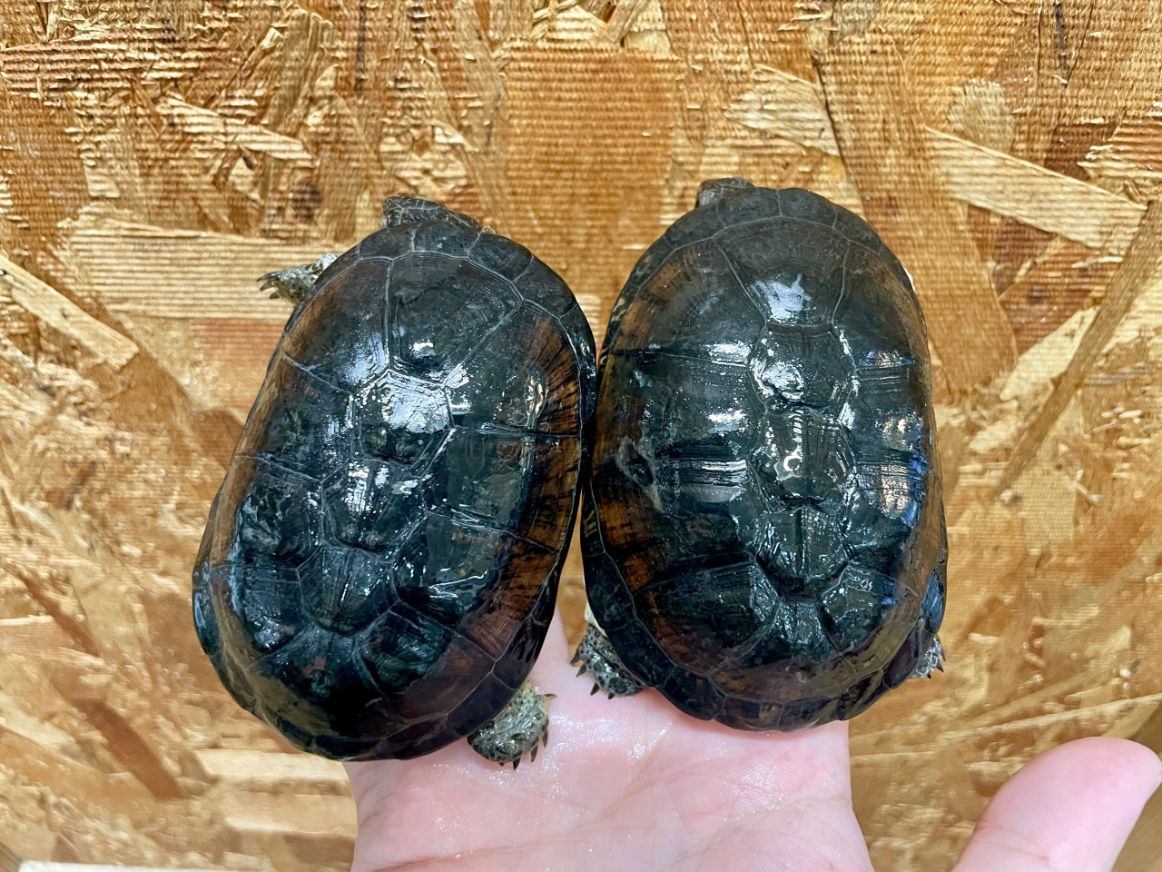 ヒメハコヨコクビガメ(10)