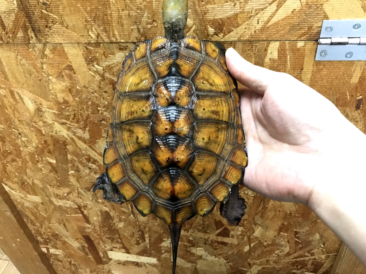 ニホンイシガメ(4)