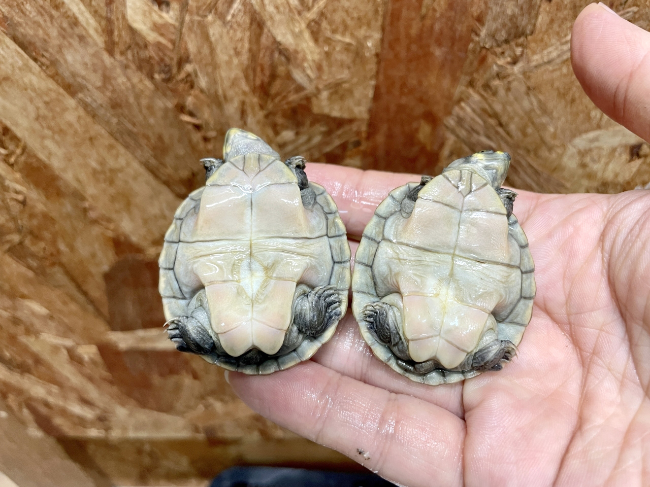 モンキヨコクビガメ(3)