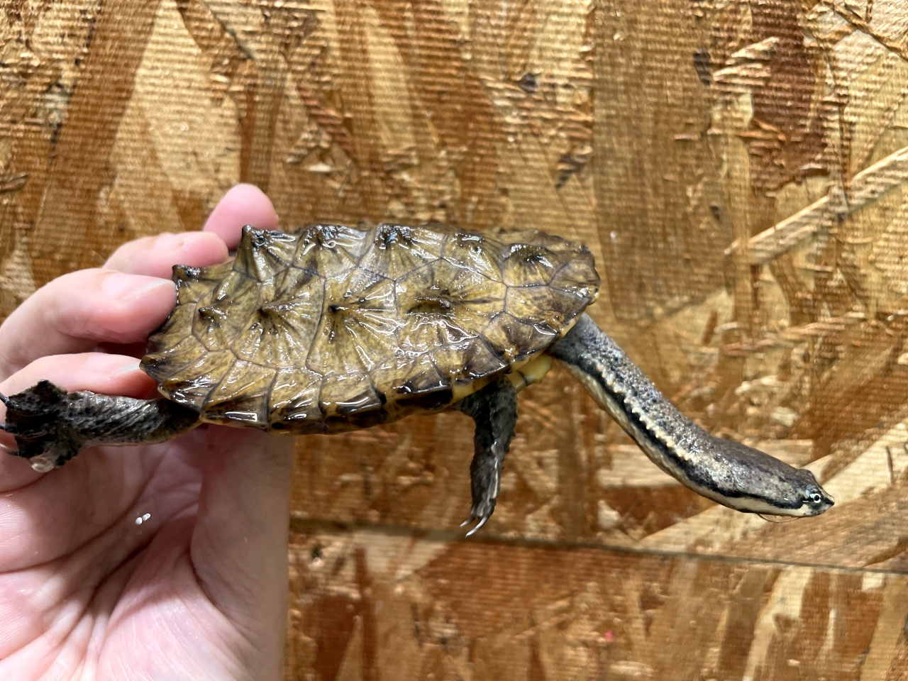 ギザミネヘビクビガメ(6)