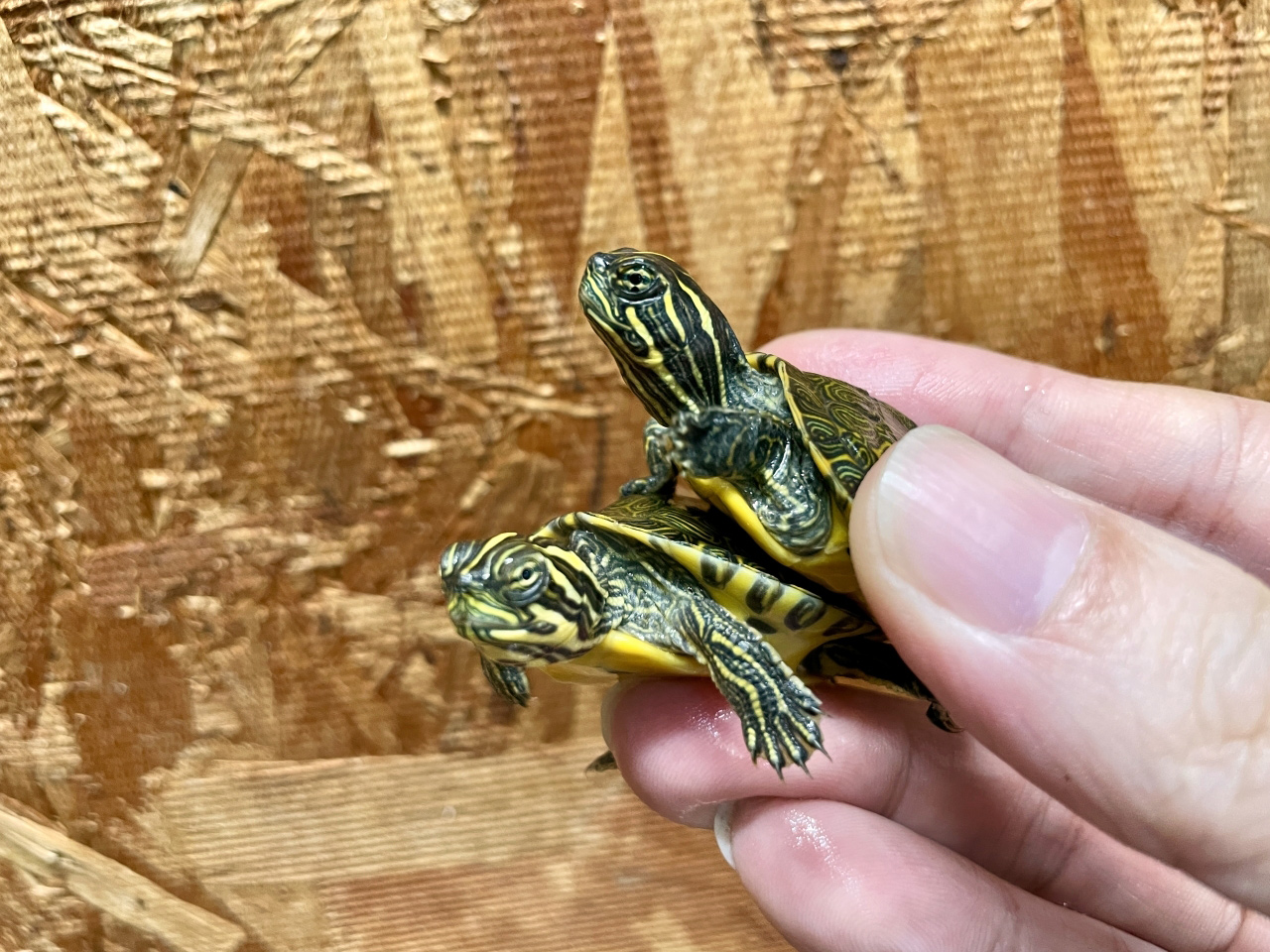 リバークーター(2)