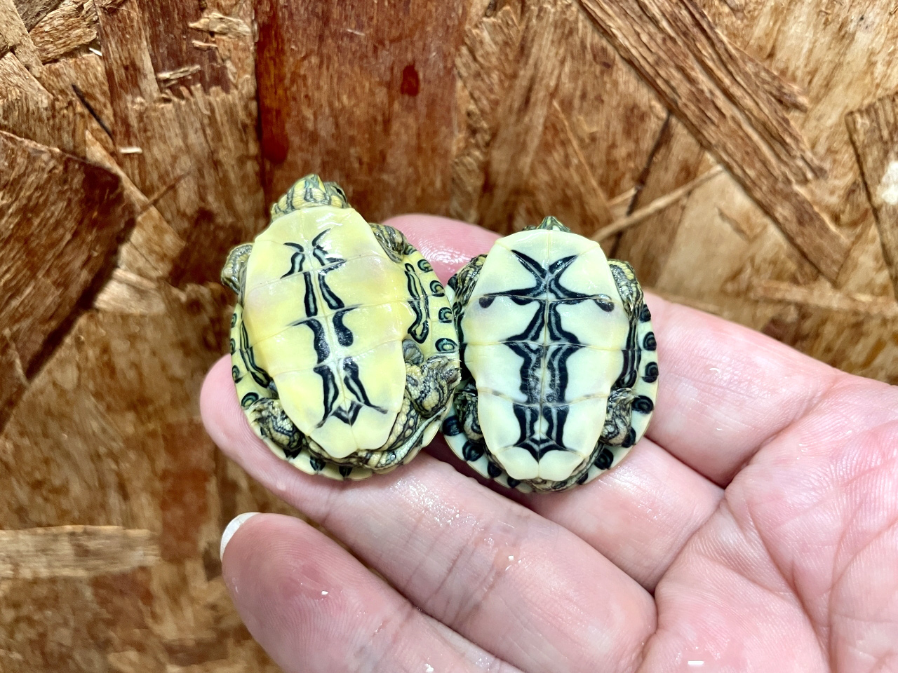 チュウベイクジャクガメ(7)