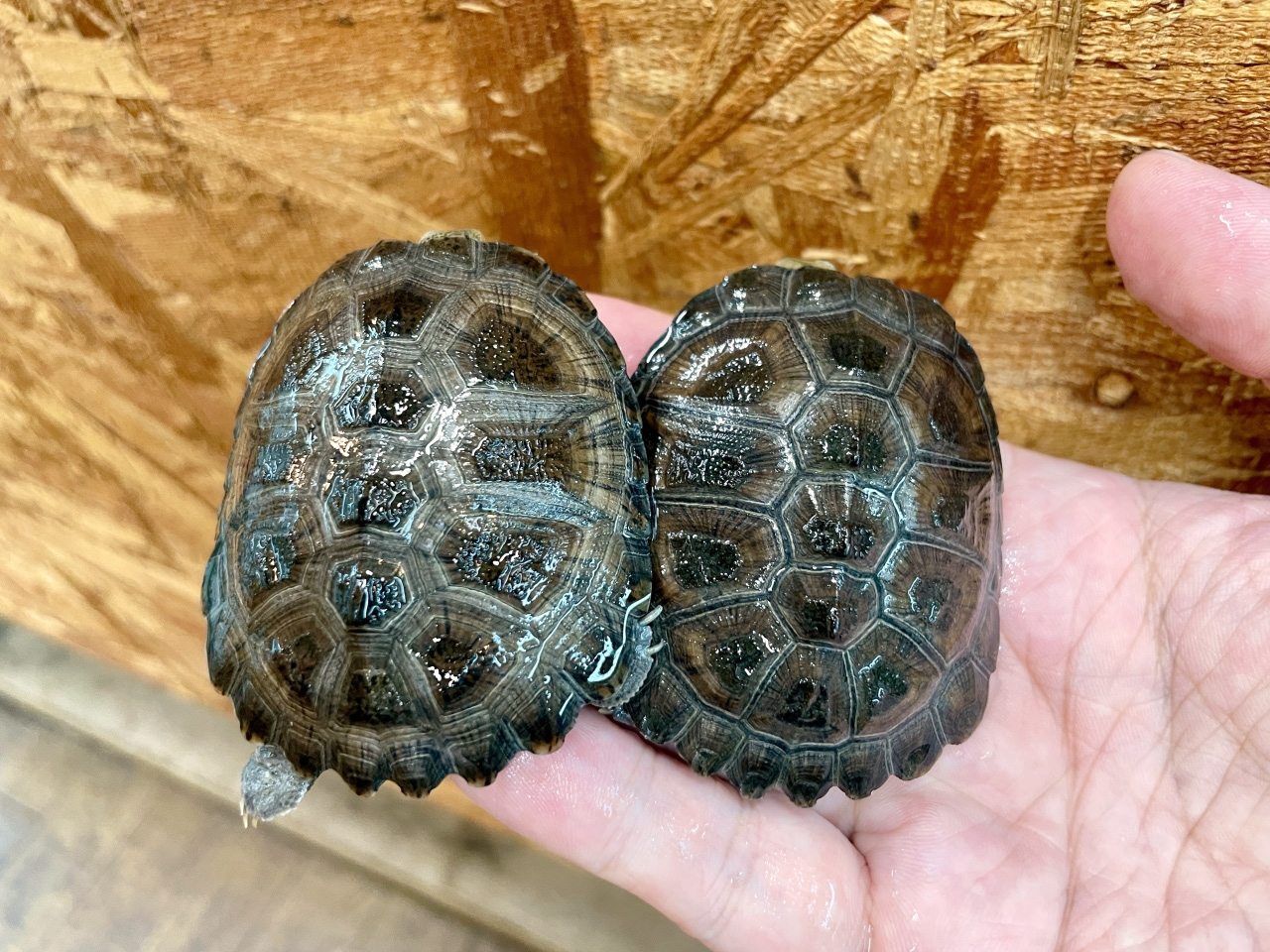 ノコヘリハコヨコクビガメ(5)