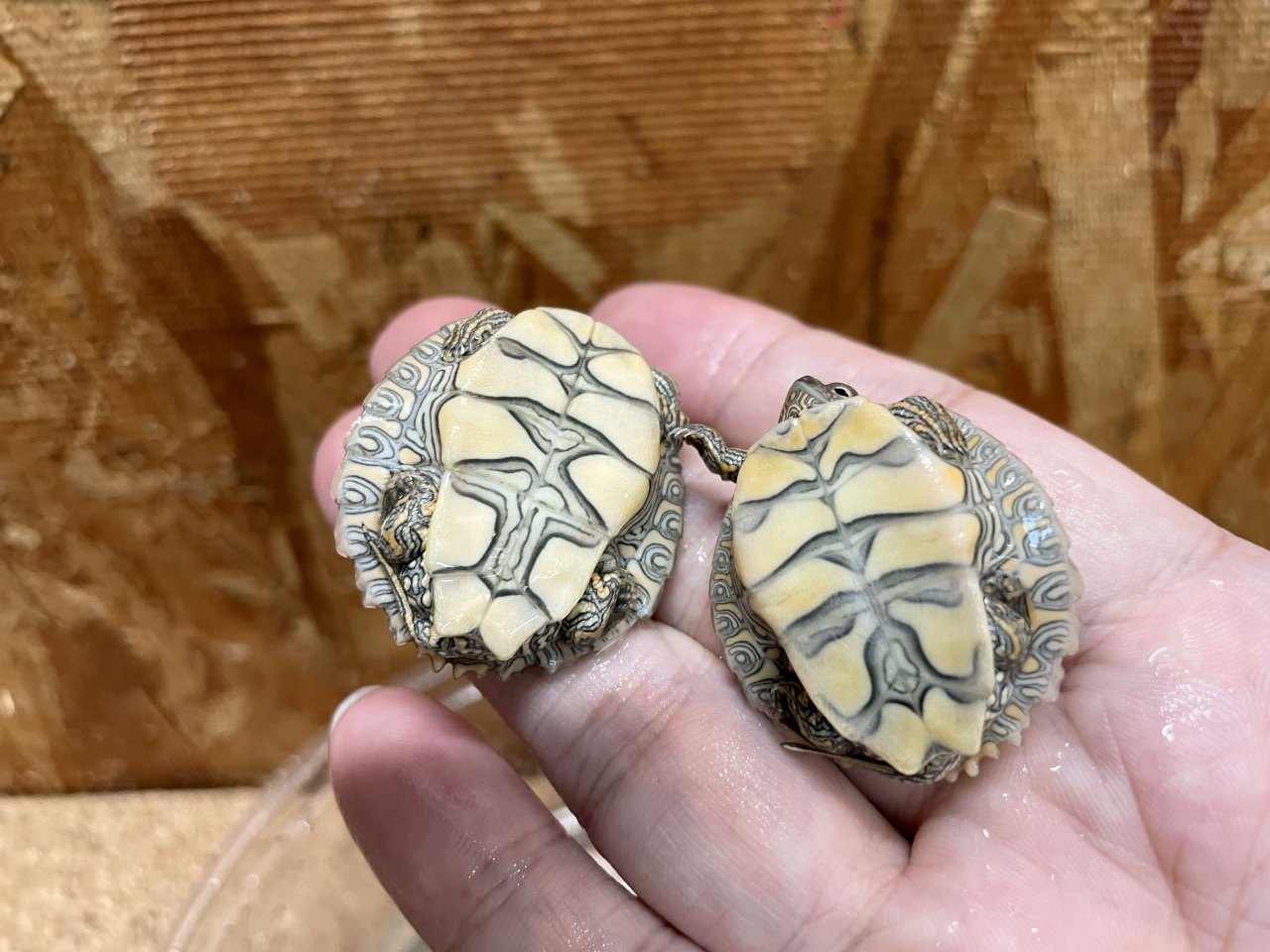 テキサスチズガメ(3)