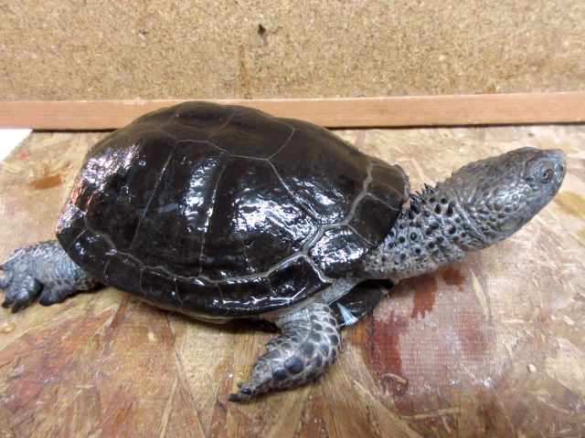 クロハラヘビクビガメ(7)