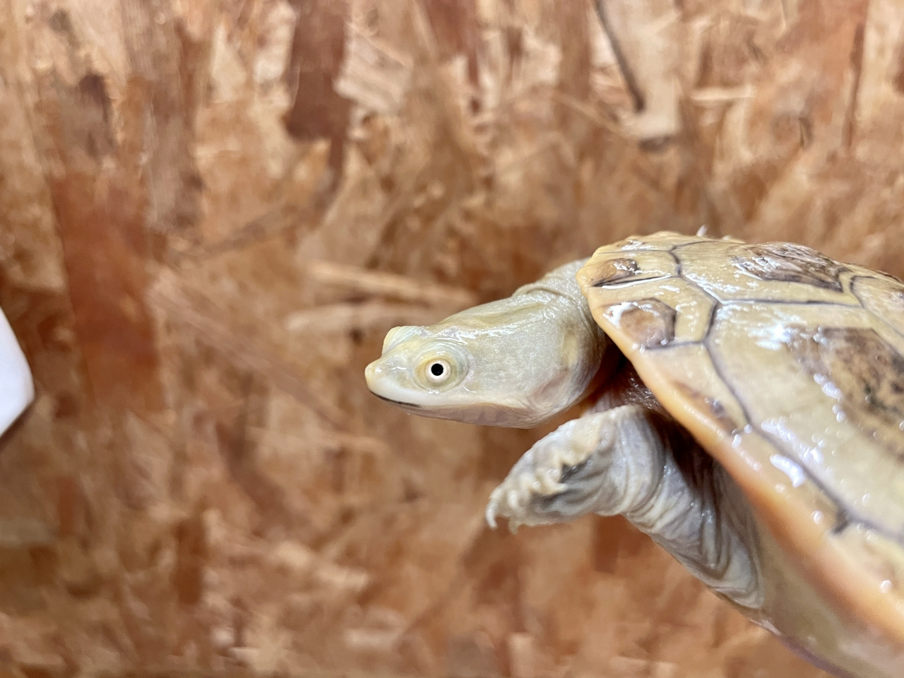 パーケリーナガクビガメ(7)