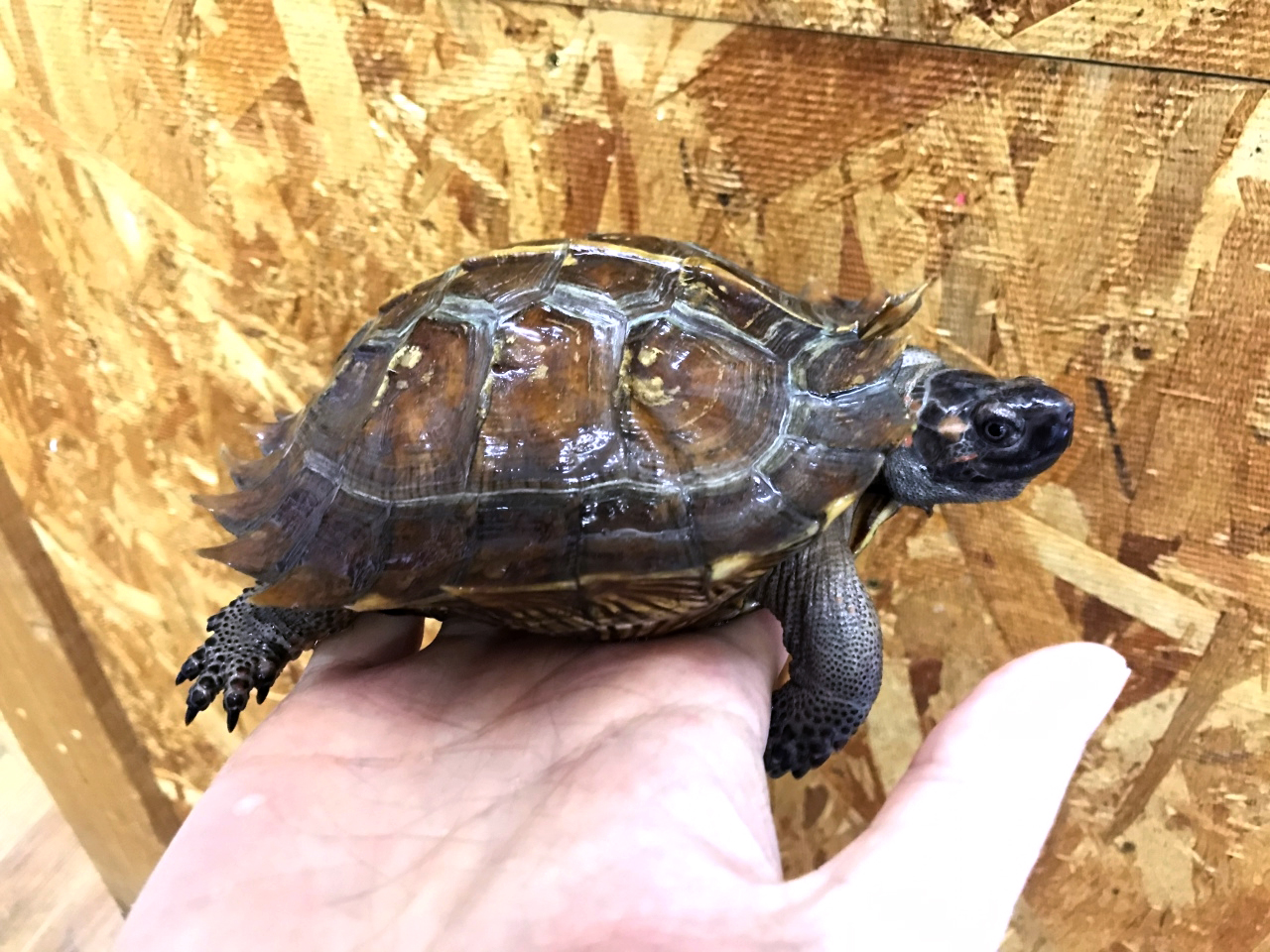 トゲヤマガメ(2)