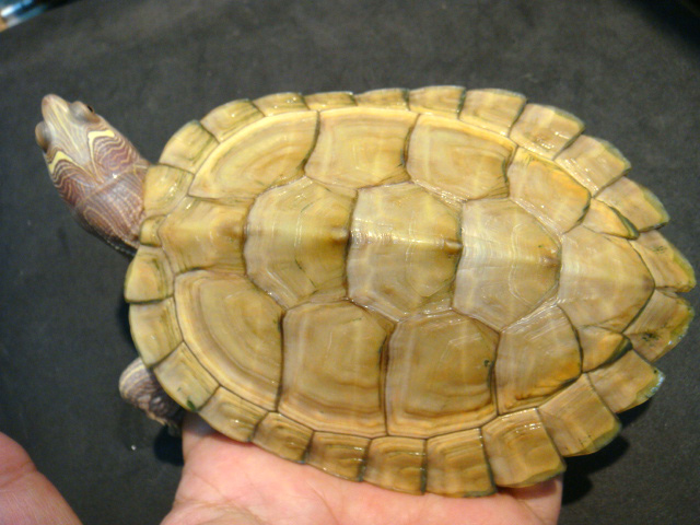 ニセチズガメ(6)