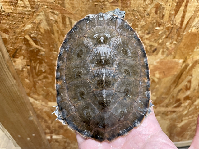 キタジェフロアカエルガメ