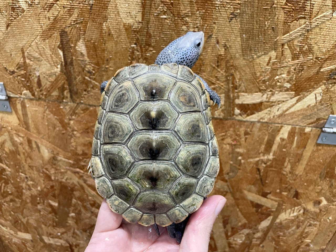 カロリナダイヤモンドバックテラピン(1)