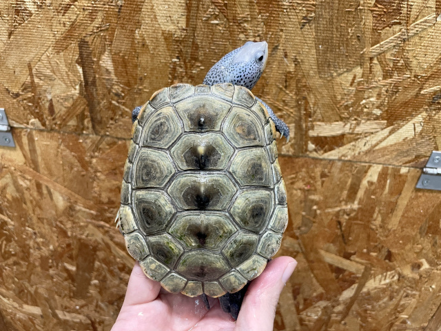 カロリナダイヤモンドバックテラピン