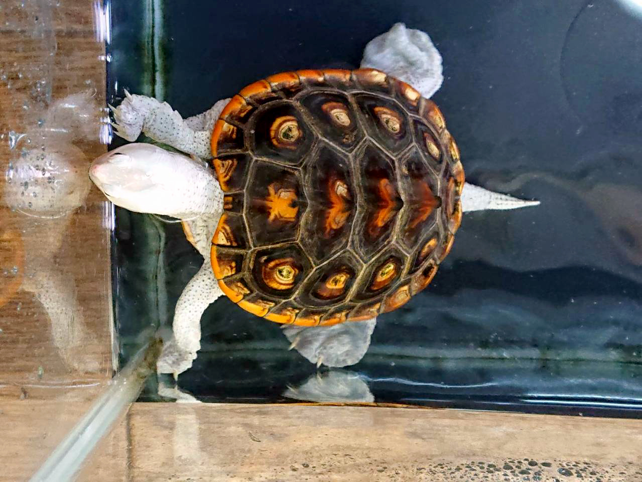 オルナータダイヤモンドバックテラピン(1)