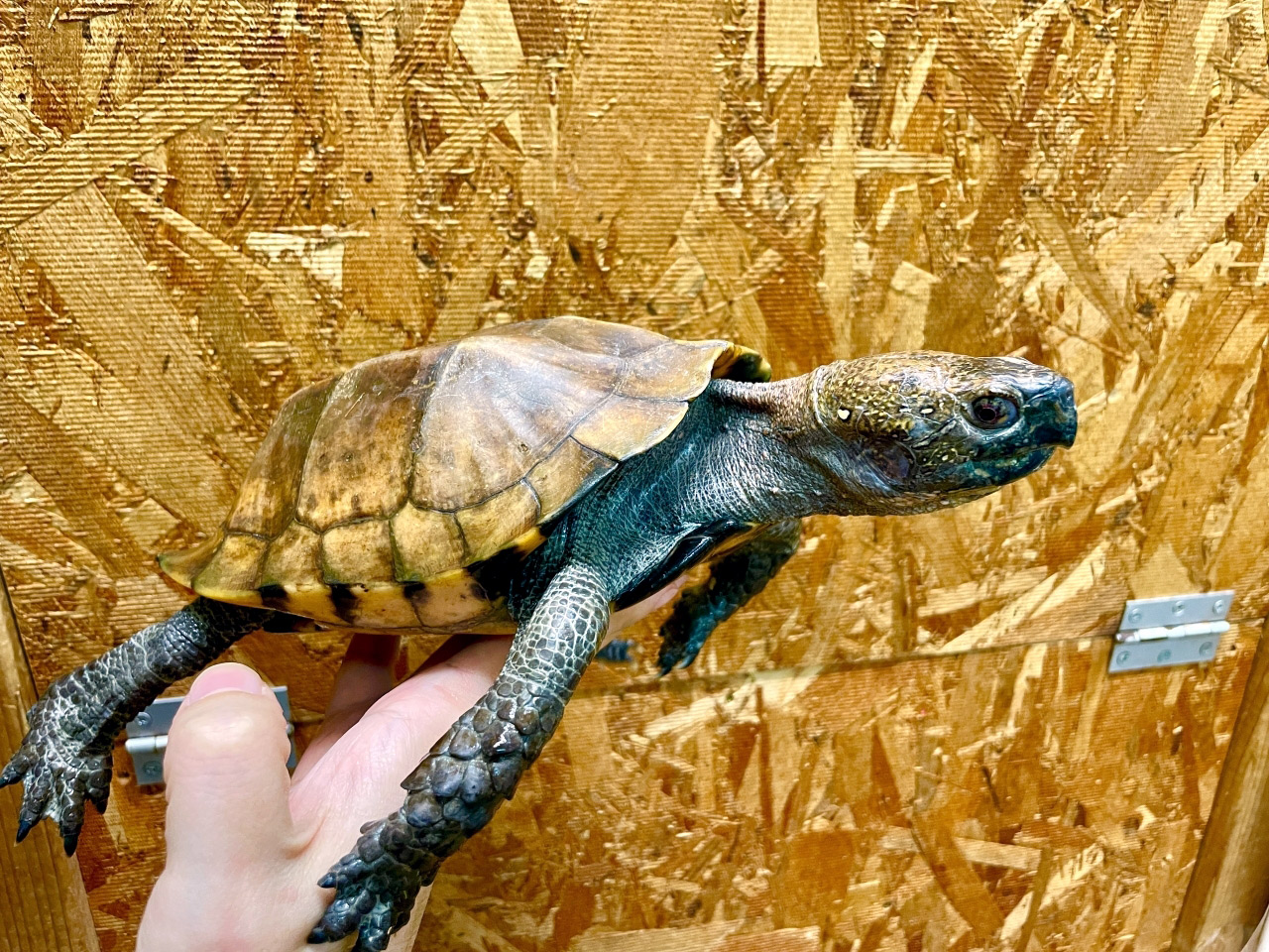 ムオヒラセガメ(3)