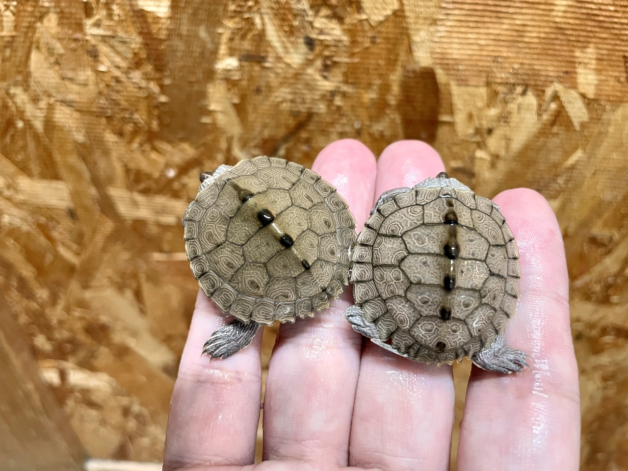 ハイイロチズガメ(1)