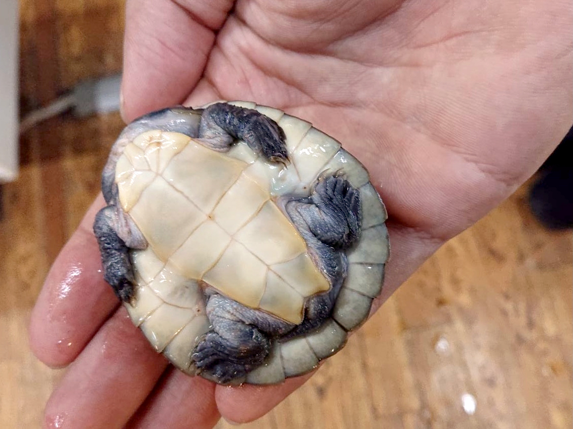 ニューギニアカブトガメ(2)