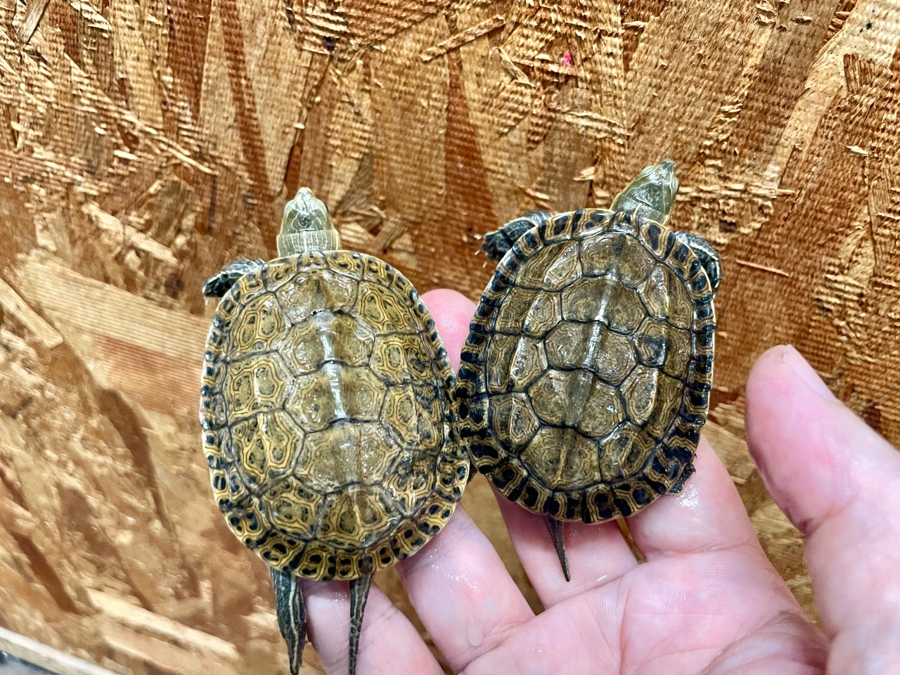 ギリシャイシガメ(7)