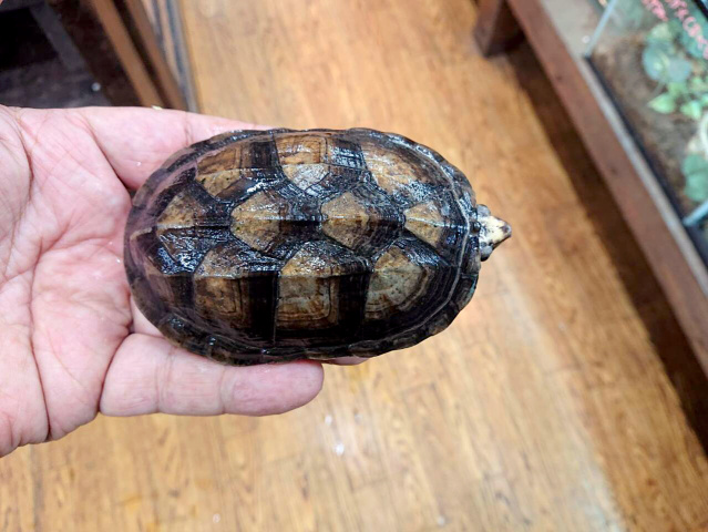 コガネドロガメ