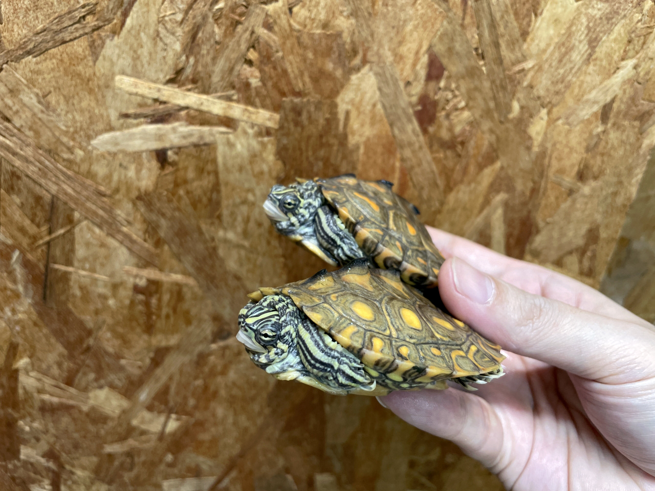 キマダラチズガメ(2)