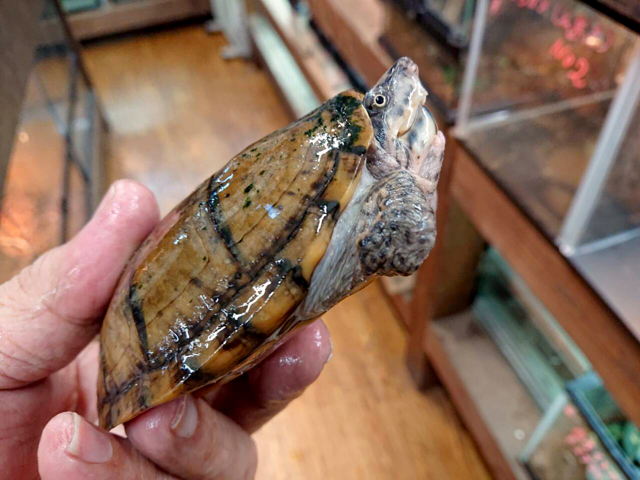 スジクビヒメニオイガメ(3)