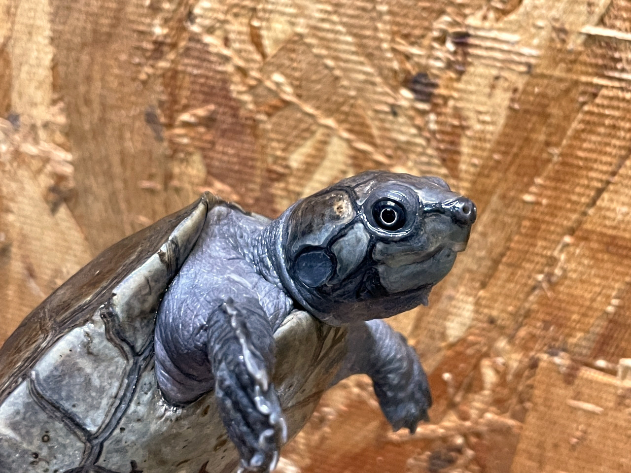 オオアタマヨコクビガメ(2)