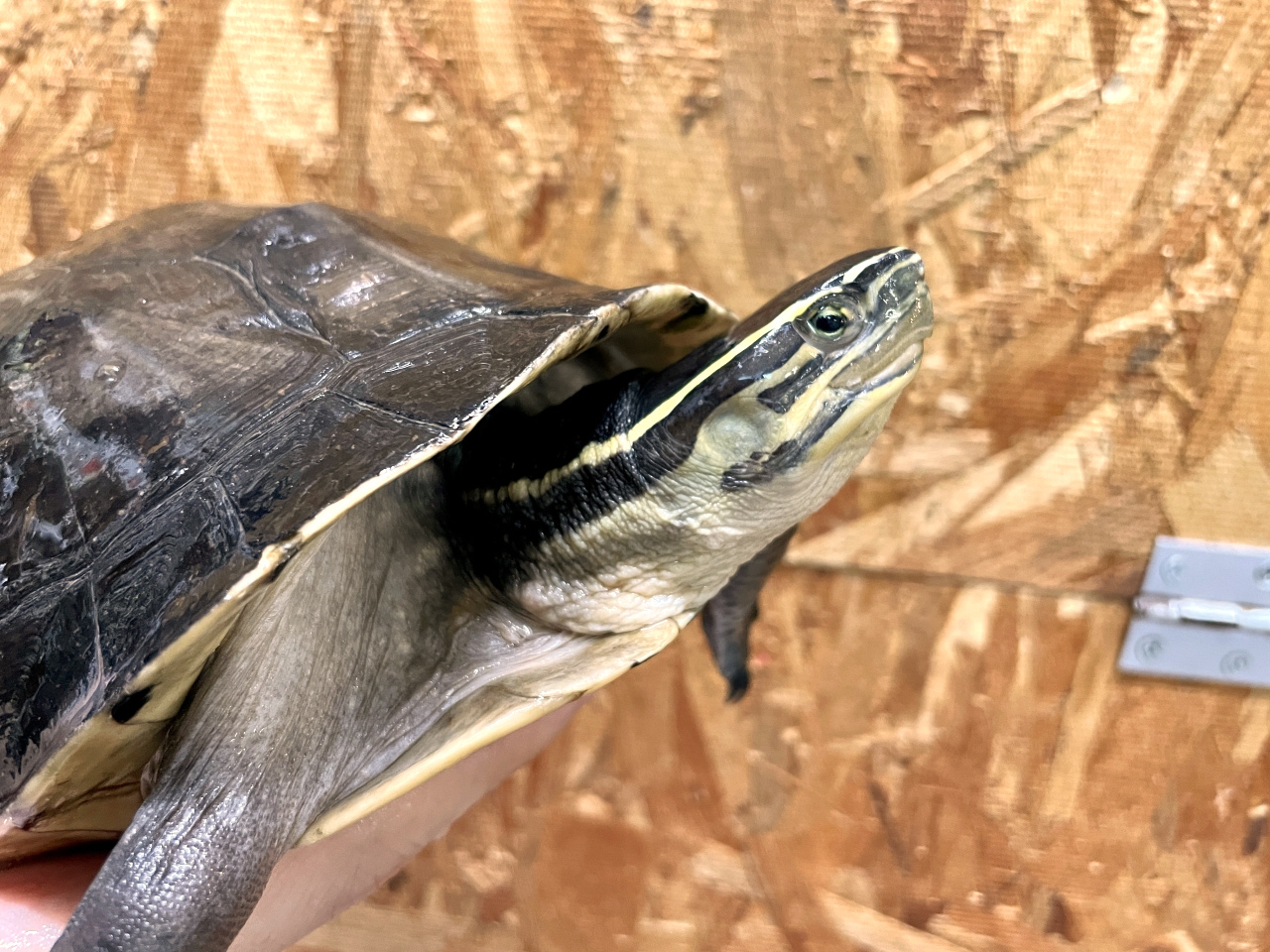 ジャワハコガメ(7)