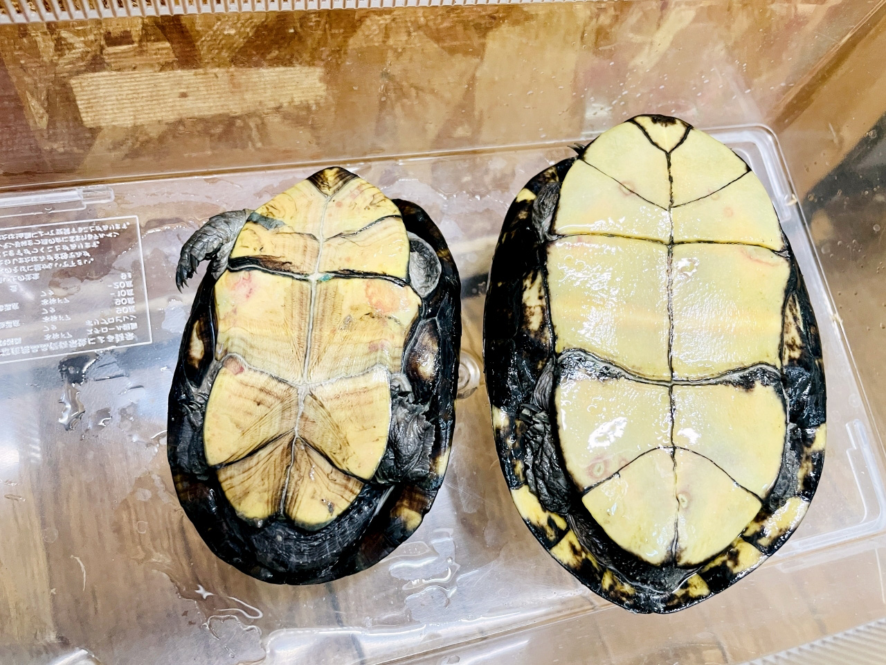 ゴツアシドロガメ(6)