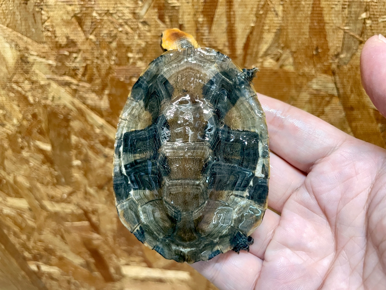 ズアカヒラタヘビクビガメ(1)