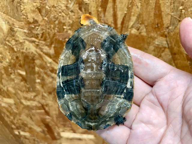 ズアカヒラタヘビクビガメ