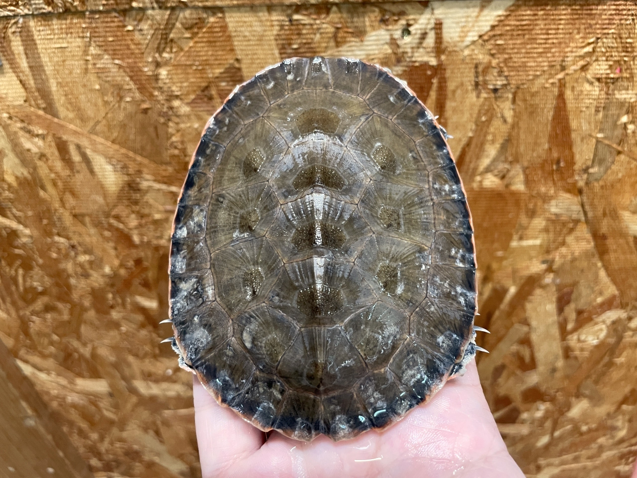 キタジェフロアカエルガメ(9)