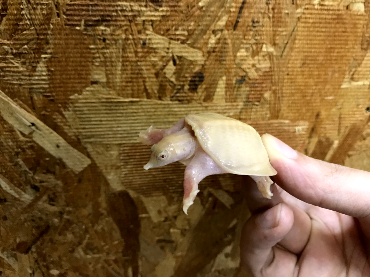 シナスッポン(5)