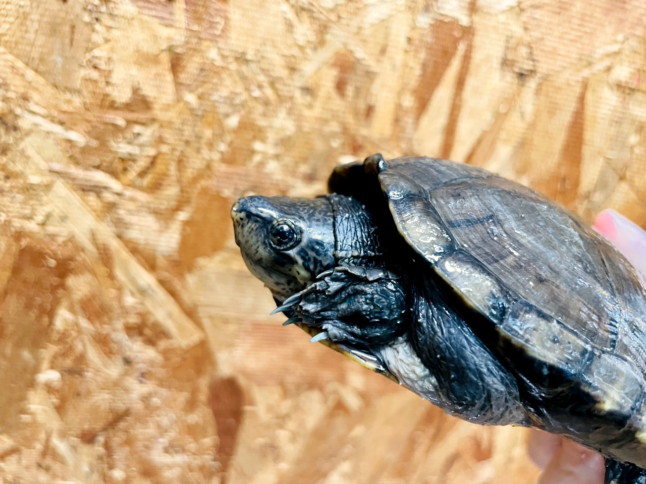 ゴツアシドロガメ(5)